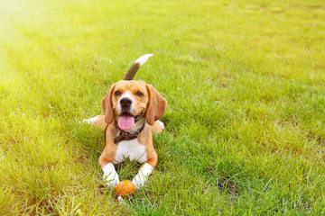 Funny cute beagle dog in park on green grass