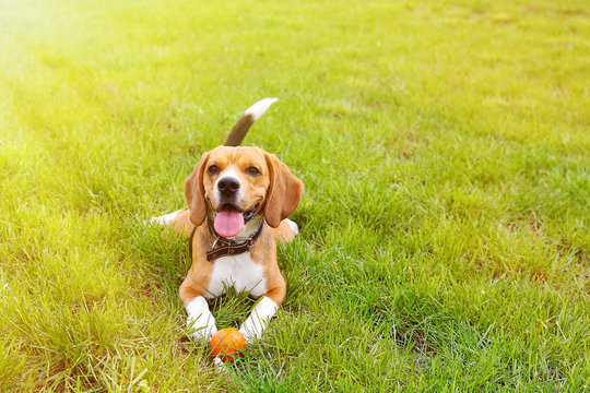 Funny cute beagle dog in park on green grass