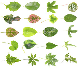 Leaves of green house plants, isolated on white