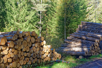 Aspen timber