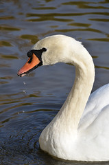 Obraz premium Лебедь.