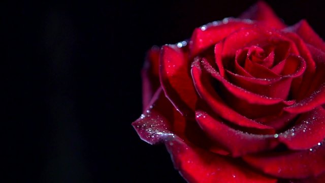 Red rose flower close up background. Beautiful dark red rose closeup