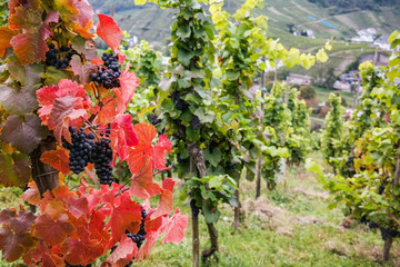 Mayschoss vineyards in Ahr Valley,Germany