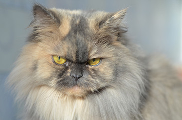 Сердитый персидский кот.