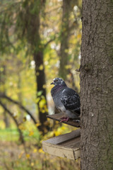 Dove on the white background