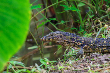 Obraz premium water monitor lizard (varanus salvator)