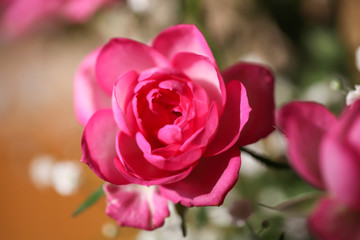 Roses and other flowers.