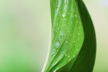 Fresh green leaf with drops on nature background