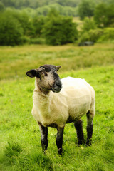 Fototapeta premium Blackface sheep in a field