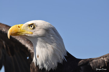 Bald Eagle ready to take flight.