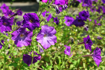 Fresh flowers over green grass background