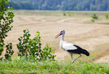 Stork in a field