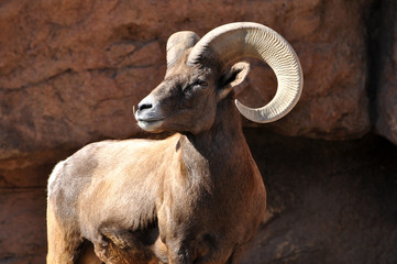 Big horn ram sheep in rocky mountains