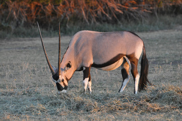 Pregnant African Gemsbok Oryx is a type of antelope grazing in a meadow.
