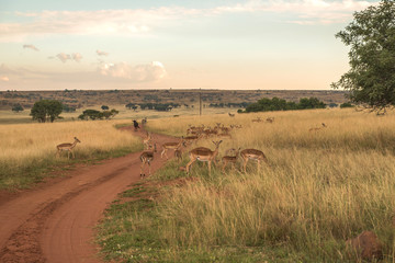 Obraz premium Impala (antelope), National park Ezemvelo. South Africa. 