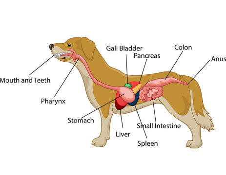 Illustration of digestive system of the dog anatomy