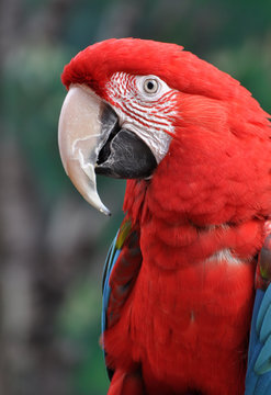 Scarlet macaw against tropical forest background from South America