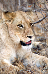 Leone - lion (Panthera leo) Kruger National Park in Sud Africa
