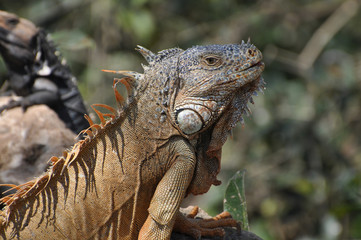 Large green iguana sunning on a rock in a jungle in Mexico
