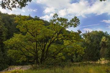 Eiche auf Schieferhalde