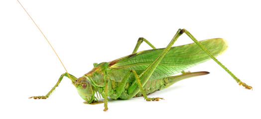 Green grasshopper