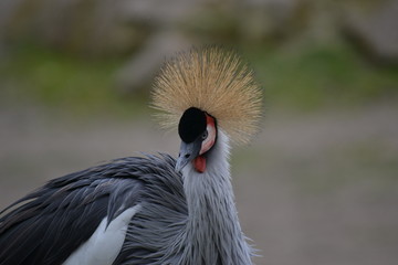 S&uuml;dafrika-Kronenkranich