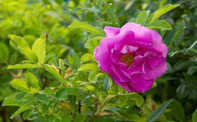 Beautiful pink rose in a garden.