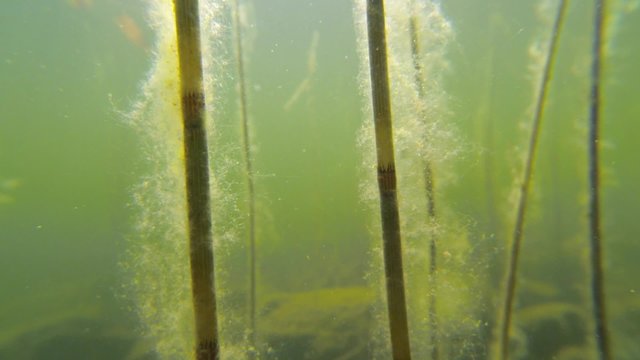 Water horsetail stems with algae underwater slow-motion shot