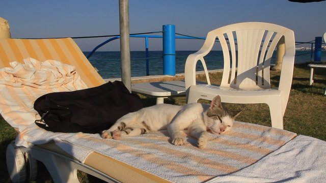 Holiday