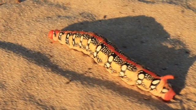 Big caterpillar