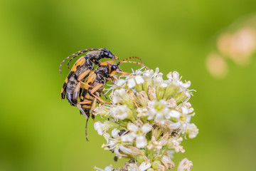 Spotted Longhorn Adults Only