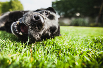 Close-up portrait of a black labrador dog lying on the grass with an open mouth