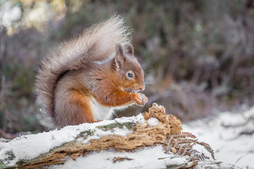 Red squirrel in Northumberland, England