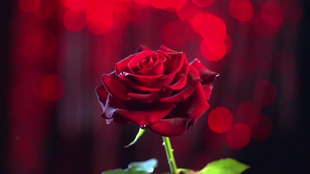 Red Rose Flower close up with falling petals. Beautiful Dark Red Rose closeup