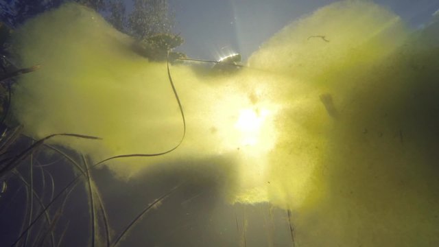 Underwater shot of light green algae with sun beams passing