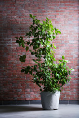 Plant on brick wall background
