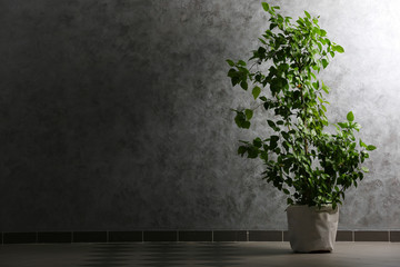 Green plant on grey wall background