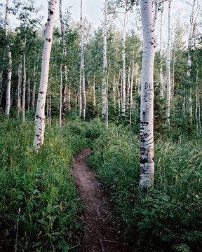 Path through the forest,  Fork Canyon, Utah, USA