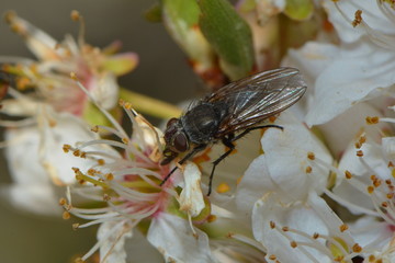 Fliege nascht an Blüte
