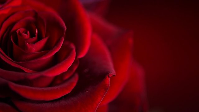 Red Rose Flower close up. Rose background. Symbol of love