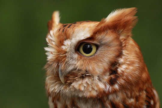 Screech Owl