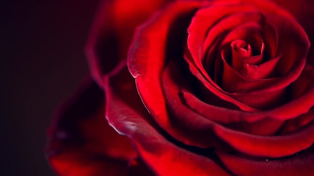 Red Rose Flower close up background. Symbol of Love. Valentine card design