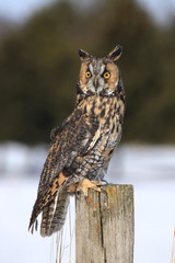 Long-eared owl sitting on fencepost