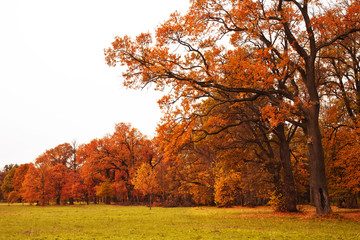 Fototapeta premium colorful autumn trees in park