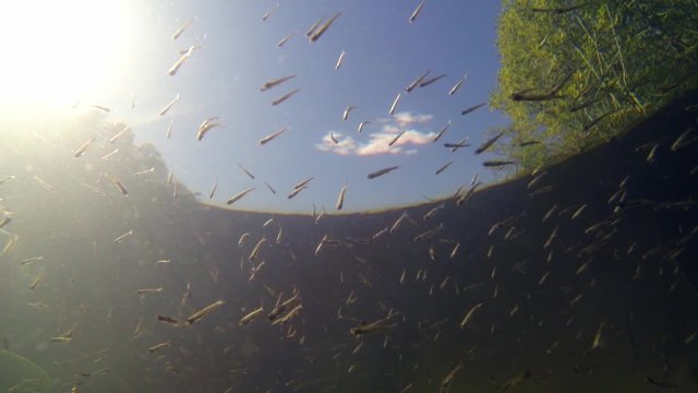 Small juvenile roach fish swimming near water surface with sky