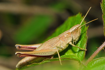 Grashüpfer