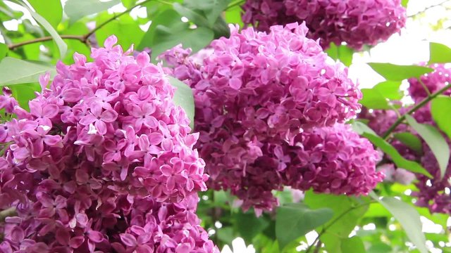 Aromatic lilac