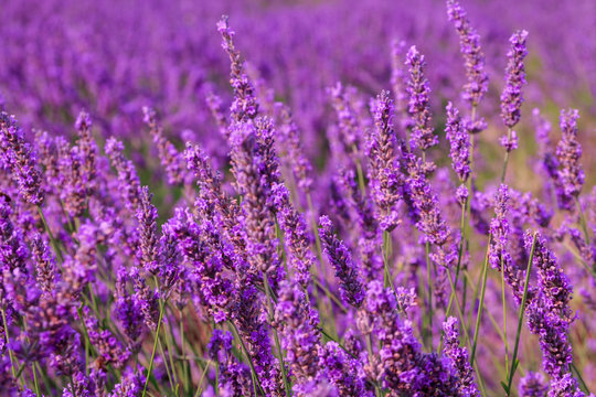 Beautiful fragrant lavender fields © rolandbarat
