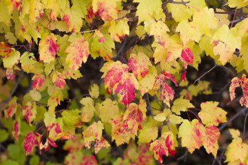 autumn yellow leaves on branches