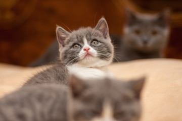 Fototapeta premium british long hair kitten
